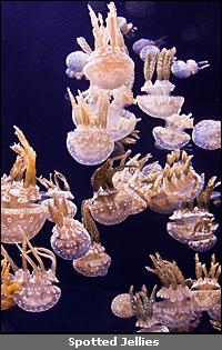 Copyright &copy; www.ontdek-amerika.nl