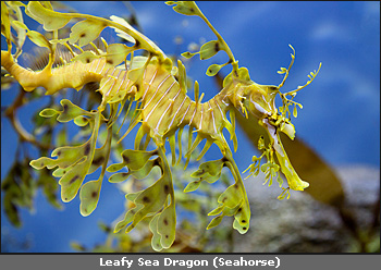 Copyright &copy; www.ontdek-amerika.nl