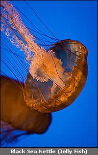 Copyright &copy; www.ontdek-amerika.nl