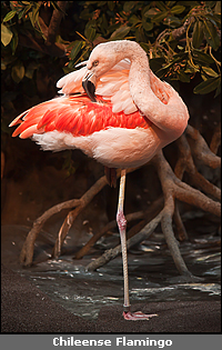 Copyright &copy; www.ontdek-amerika.nl