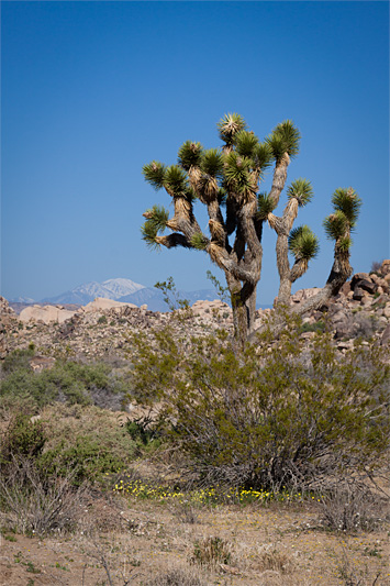 © copyright www.ontdek-amerika.nl