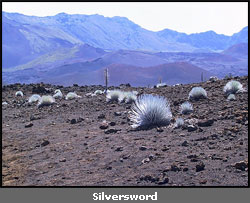 � copyright Reto Ambuhler (www.ra.ethz.ch/WWW/WWW2002/)