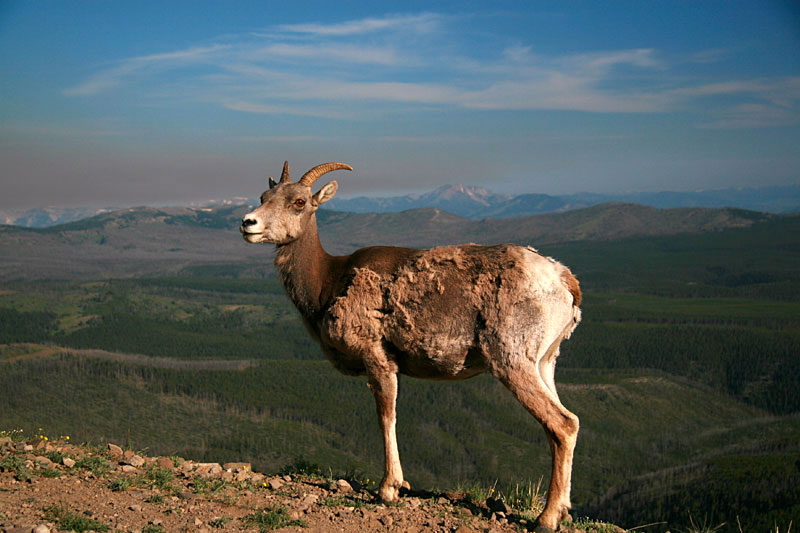  copyright hanz meulenbroeks