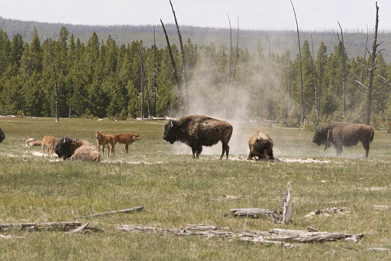  copyright hanz meulenbroeks