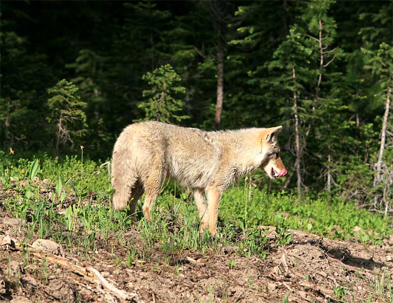  copyright hanz meulenbroeks