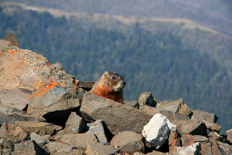  copyright hanz meulenbroeks