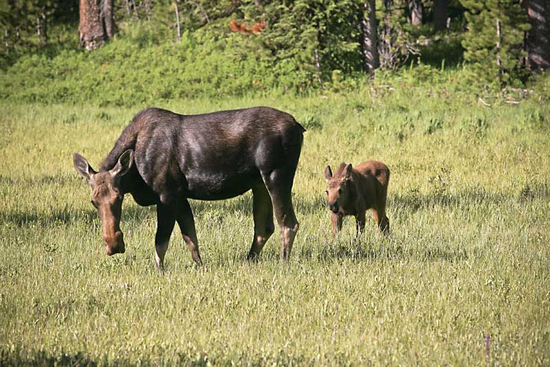  copyright hanz meulenbroeks