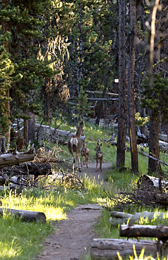  copyright hanz meulenbroeks