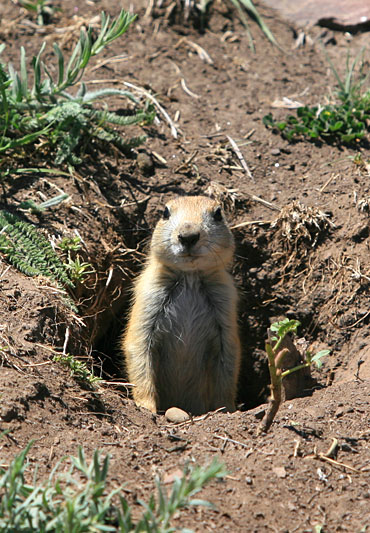  copyright hanz meulenbroeks