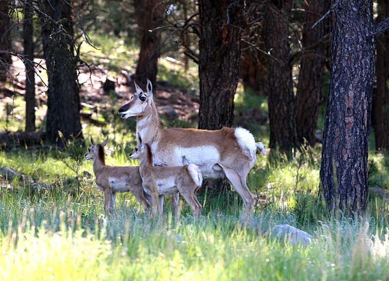  copyright hanz meulenbroeks